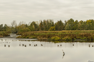 DSC_8522 - Molsbroek