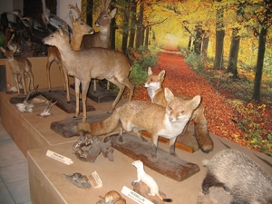 In het bosmuseum  IMG_2448