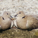 Torteltjes gezellig samen