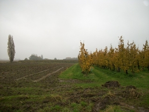 024-Fruitbomen met herfstkleuren..