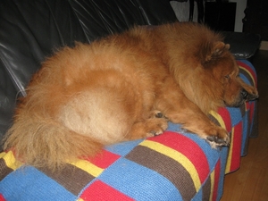 mijn afbeeldingen 8 junie 2010 080