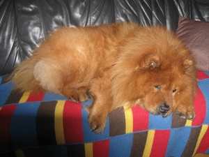 mijn afbeeldingen 8 junie 2010 081