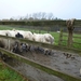 2012-11 12 Oordegem 007