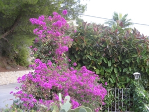 Wat een bloemenpracht: Bougainvillea