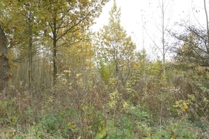 _DSC0004 (1)