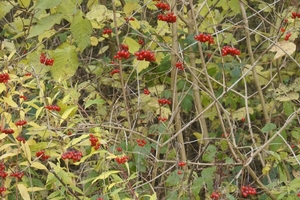 _DSC0005 (1)