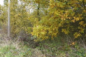 _DSC0007 (1)