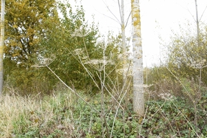 _DSC0008 (1)
