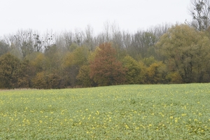 _DSC0009