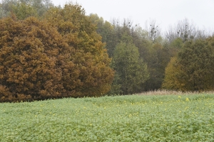 _DSC0011
