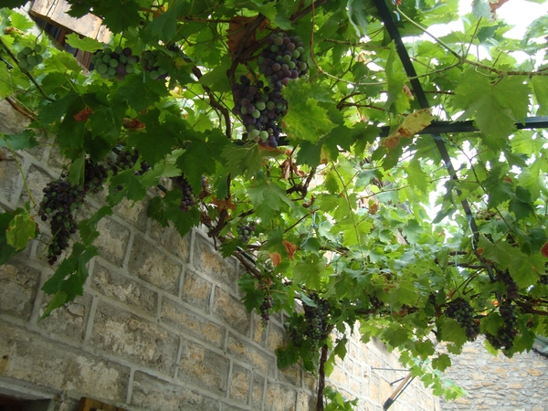 Jeka's druiven