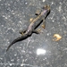 Alpenwatersalamander (Ichthyosaura alpestris)r8april