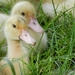 Eendjes