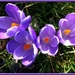 krokus