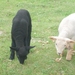 lammetjes