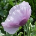 Papaver