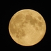 Volle maan