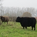 2012-11-16 Schorisse 043