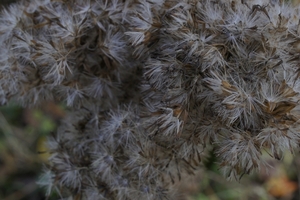 _DSC0003