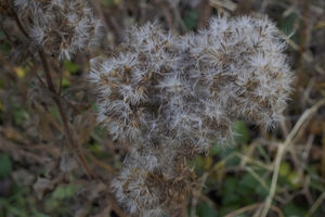 _DSC0004