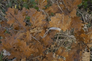 _DSC0005