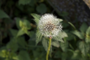 _DSC0020