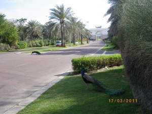 52. Dubai-omgeving paleis Sheik Mohamed
