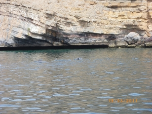 11. Dolfijnen in het Fjord IMGP1652