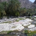 17. Wadi Bani Awf. Een prachtige oase. IMGP1750