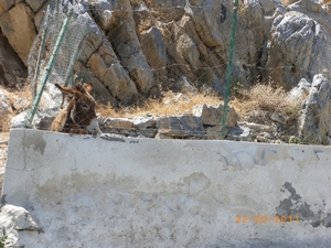 27. Wadi Bani Awf een eenzaam ezeltje. IMGP1760