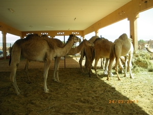 3. Kamelenmarkt in Al Ain. IMGP1848