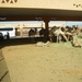 4.  Kamelenmarkt in Al Ain. IMGP1849