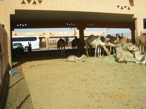 4.  Kamelenmarkt in Al Ain. IMGP1849