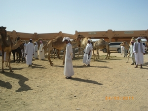 5.  Kamelenmarkt in Al Ain. IMGP1850