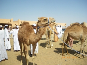 6.  Kamelenmarkt in Al Ain. IMGP1852