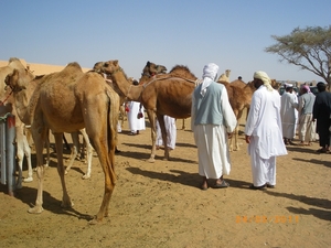 7.  Kamelenmarkt in Al Ain. IMGP1853