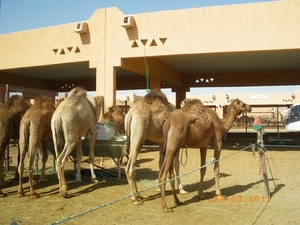 8.  Kamelenmarkt in Al Ain. IMGP1854