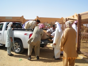 10.  Kamelenmarkt in Al Ain. IMGP1857