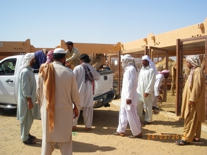 11.  Kamelenmarkt in Al Ain. IMGP1858
