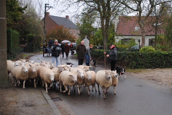 De herder waakt over zijn schapen