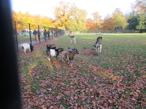 Park van Brasschaat