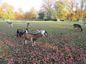 Park van Brasschaat