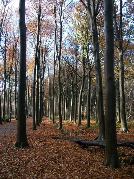 023-Mooie herfsttinten kleuren het bos....