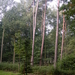 Wandeling Brasschaat en parken 055