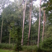 Wandeling Brasschaat en parken 055