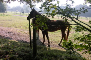 Wandeling Brasschaat en parken 103