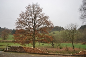 2012-11-16 Burg Reuland (139)