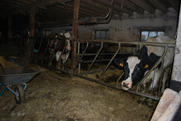 2012-11-16 Burg Reuland (18)