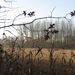 2012-11 22 Ternat 007