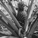 MANONO AU COUVENT COLLEGE fruit (ananas)